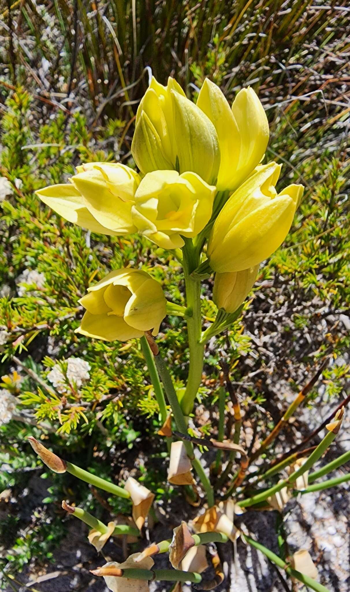 Eulophia tabularis (L. fil.) Bolus的圖片