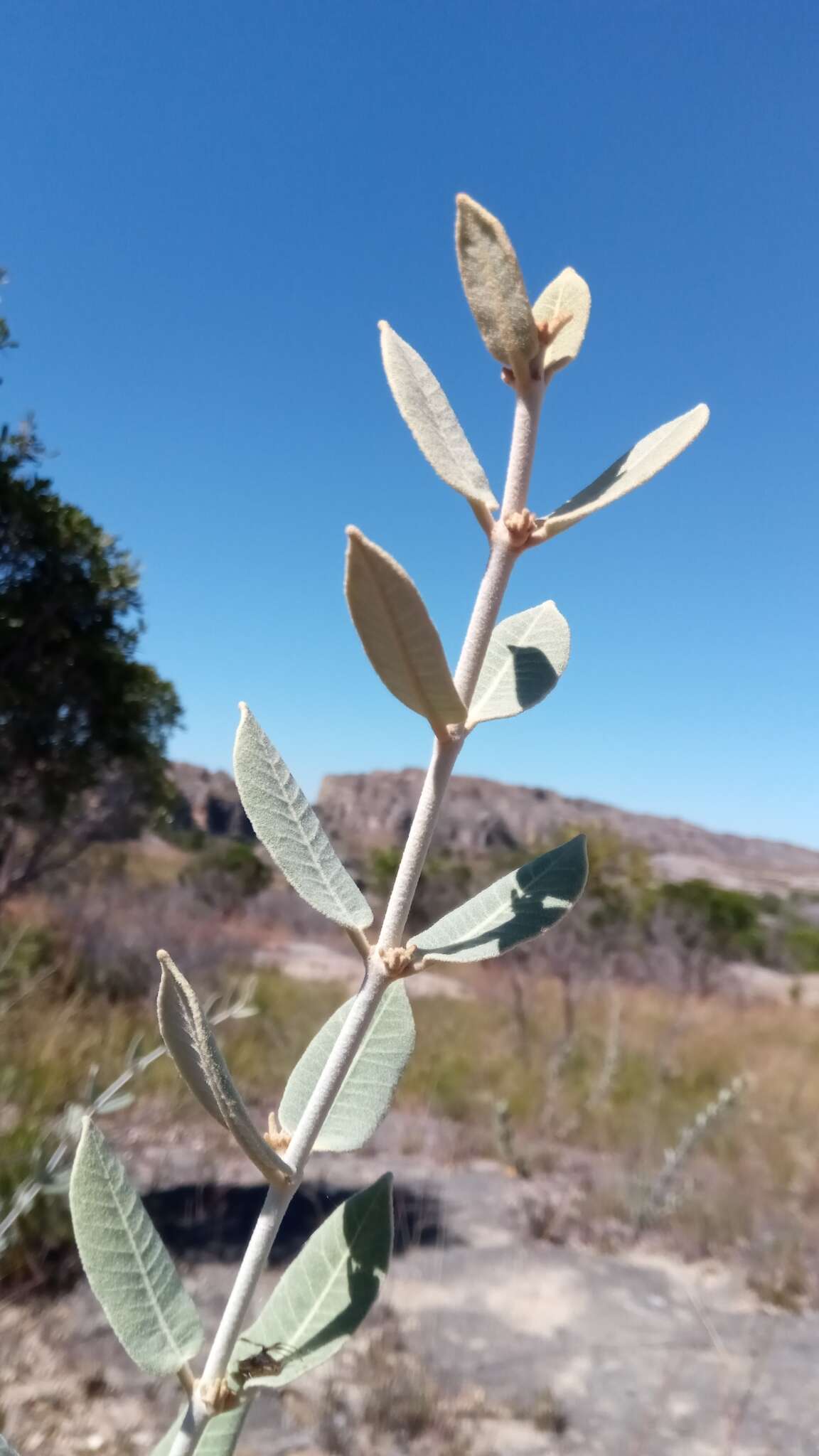 Image of Pervillaea venenata subsp. macrantha J. Klack.