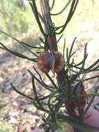 Image of Dodonaea falcata J. G. West