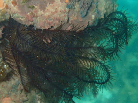 Image of Orange feather star