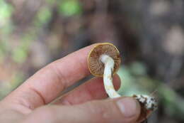 Imagem de Cortinarius delibutus Fr. 1838