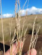 Image of Aristida ramosa R. Br.