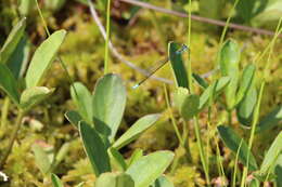 Imagem de Nehalennia gracilis Morse 1895