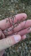 Plancia ëd Ageratina altissima (L.) R. King & H. Rob.