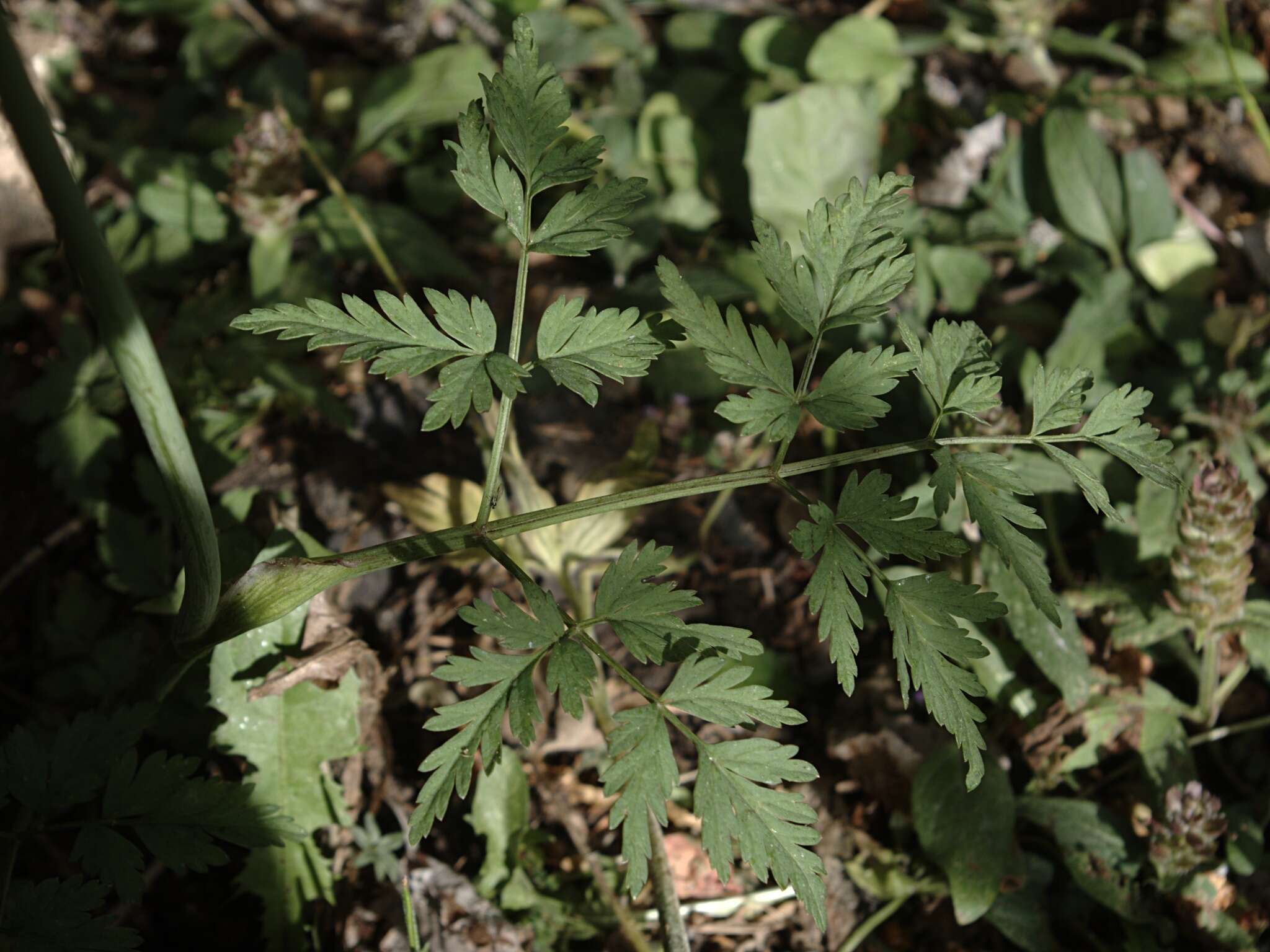 Imagem de Conioselinum scopulorum (A. Gray) Coult. & Rose