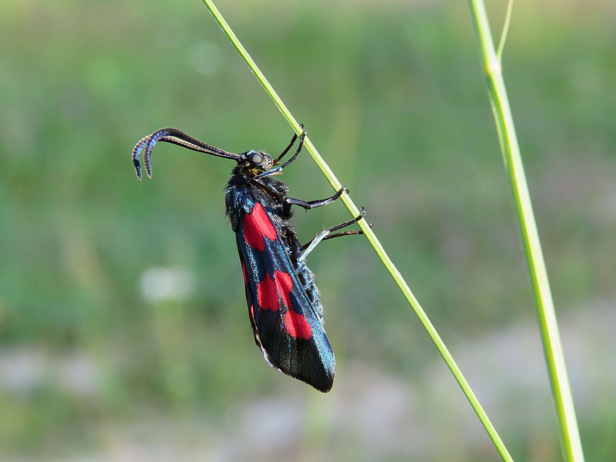 Image of Zygaena lonicerae Scheven 1777