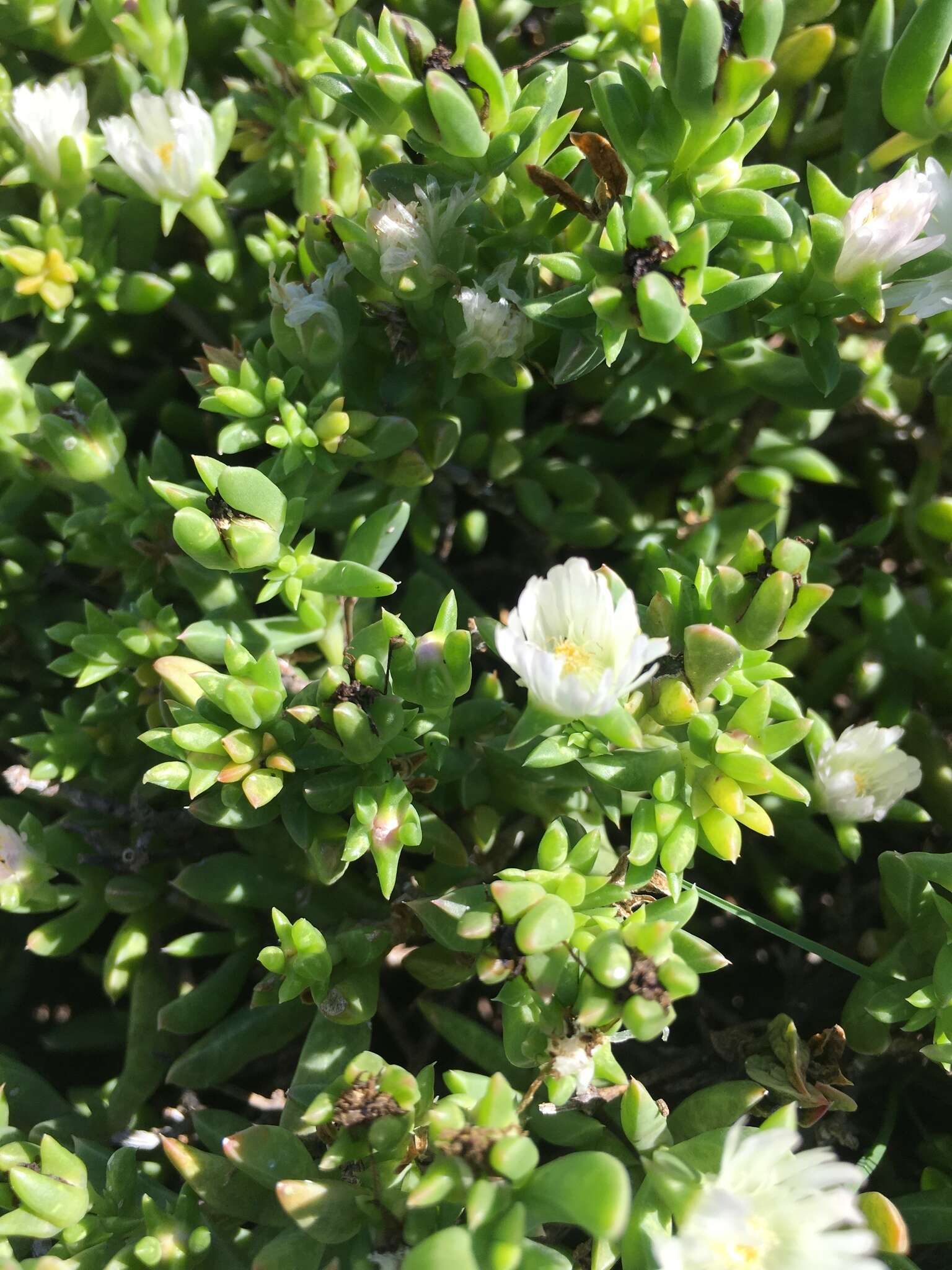 Imagem de Delosperma uncinatum L. Bol.