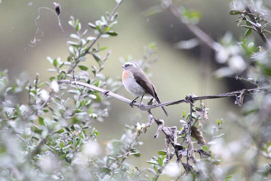 Image of Rufous-breasted Chat-Tyrant