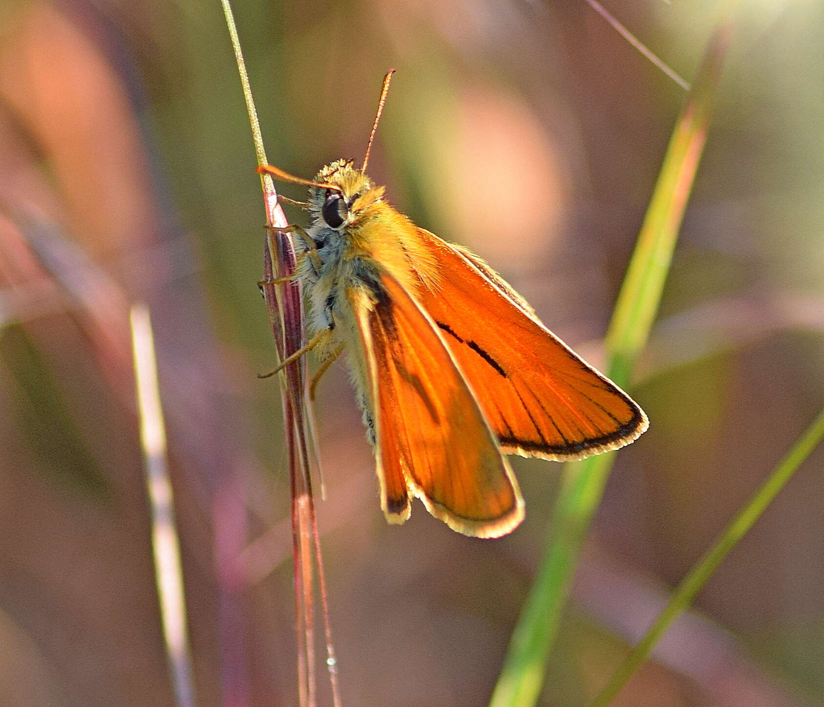 Image of small skipper