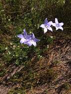 Image of Wahlenbergia ceracea Lothian