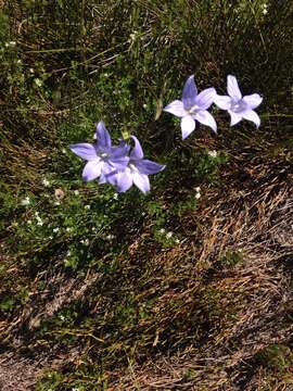 Image of Wahlenbergia ceracea Lothian