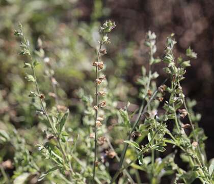 Salvia reflexa Hornem. resmi