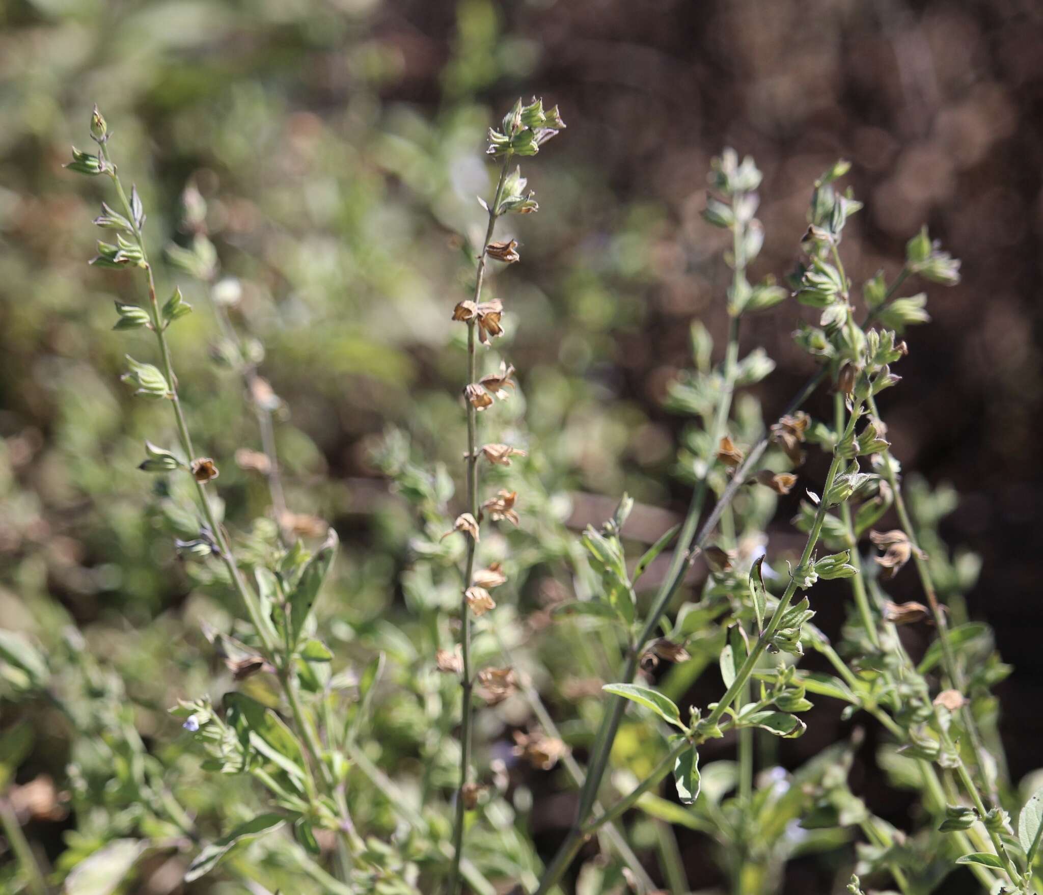 Salvia reflexa Hornem. resmi