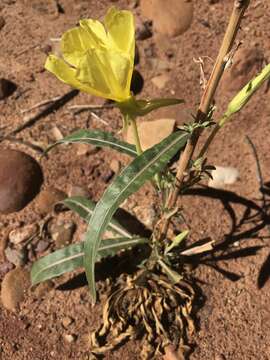 Image of longstem evening primrose