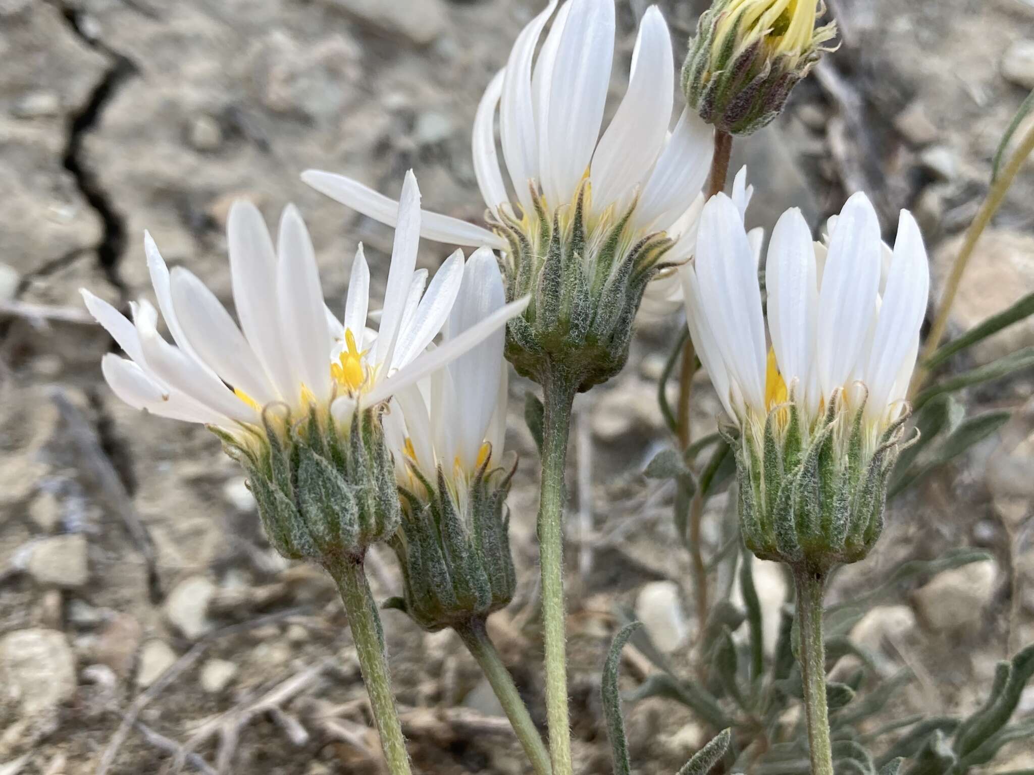 Image of smooth woodyaster