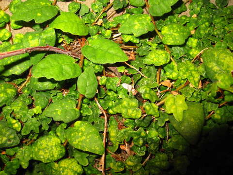 Image of Ficus sarmentosa var. thunbergii (Maxim.) Corner