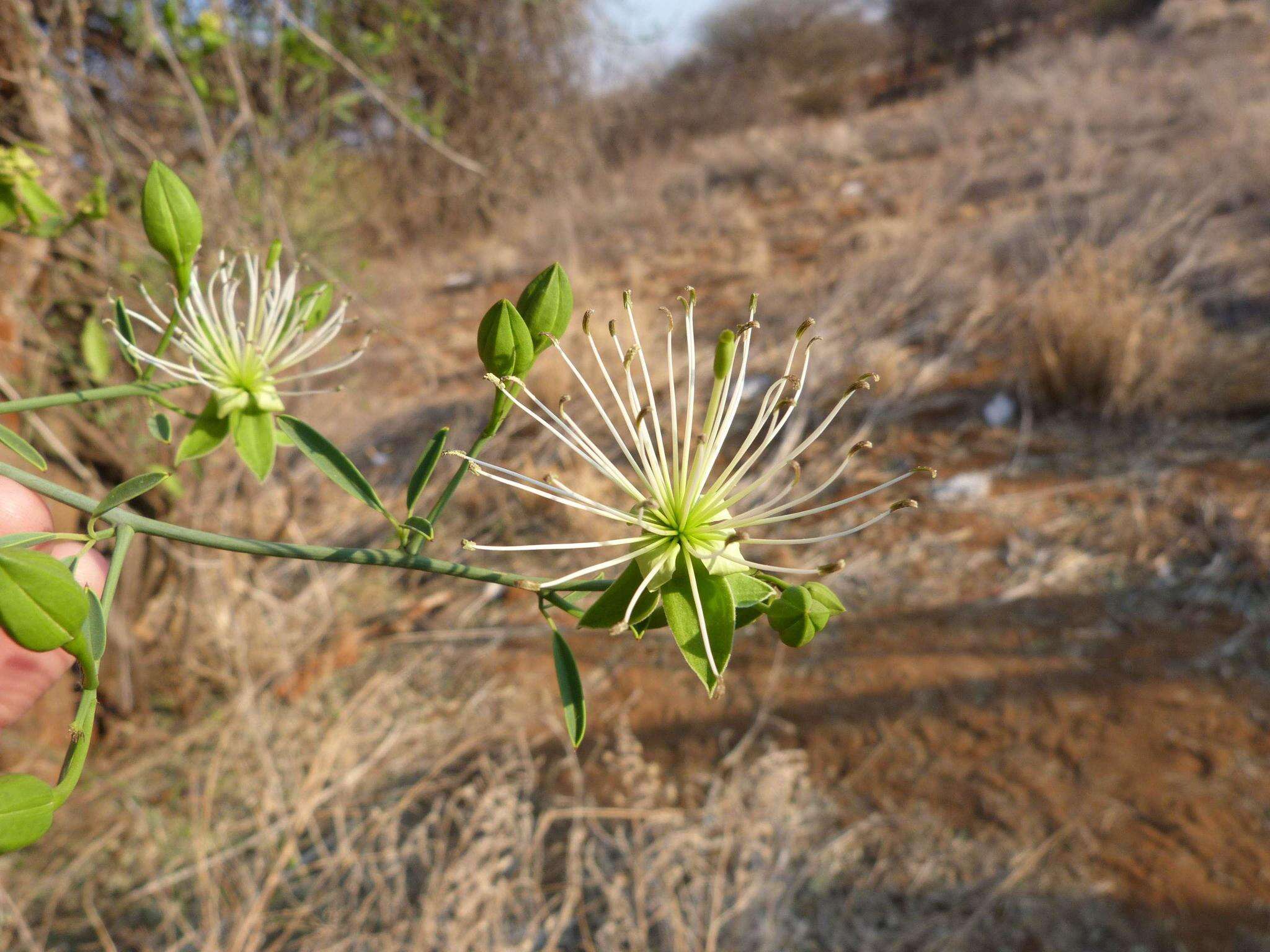 Imagem de Maerua juncea subsp. juncea