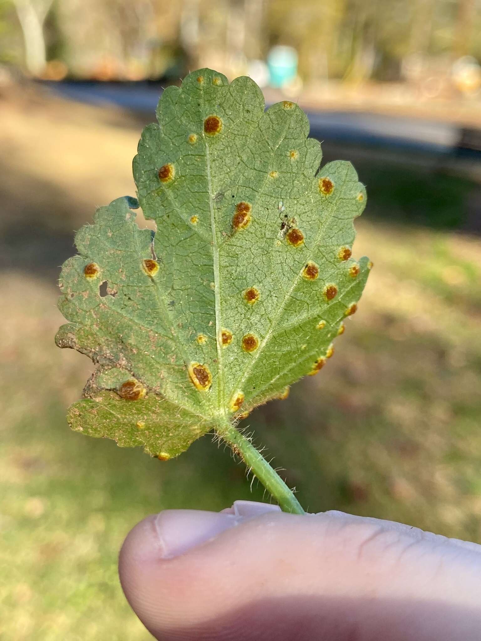 Image of Puccinia modiolae P. Syd. & Syd. 1903