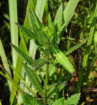 Image of swamp lousewort