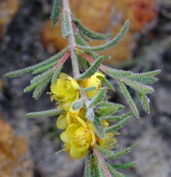 Hypocalymma hirsutum Strid & Keighery resmi