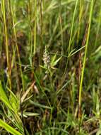 Image of whorled milkwort