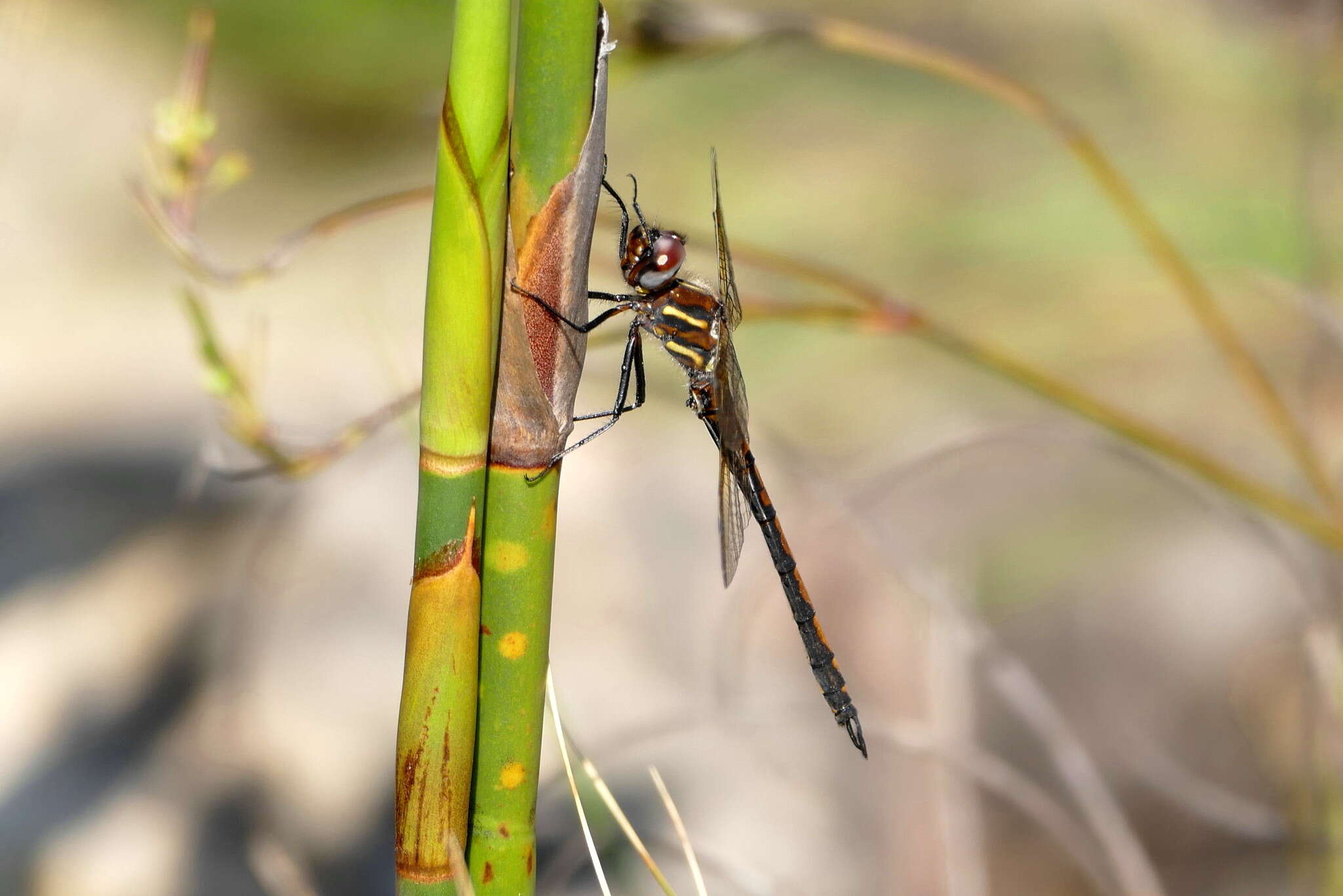 Image of Yellow Presba