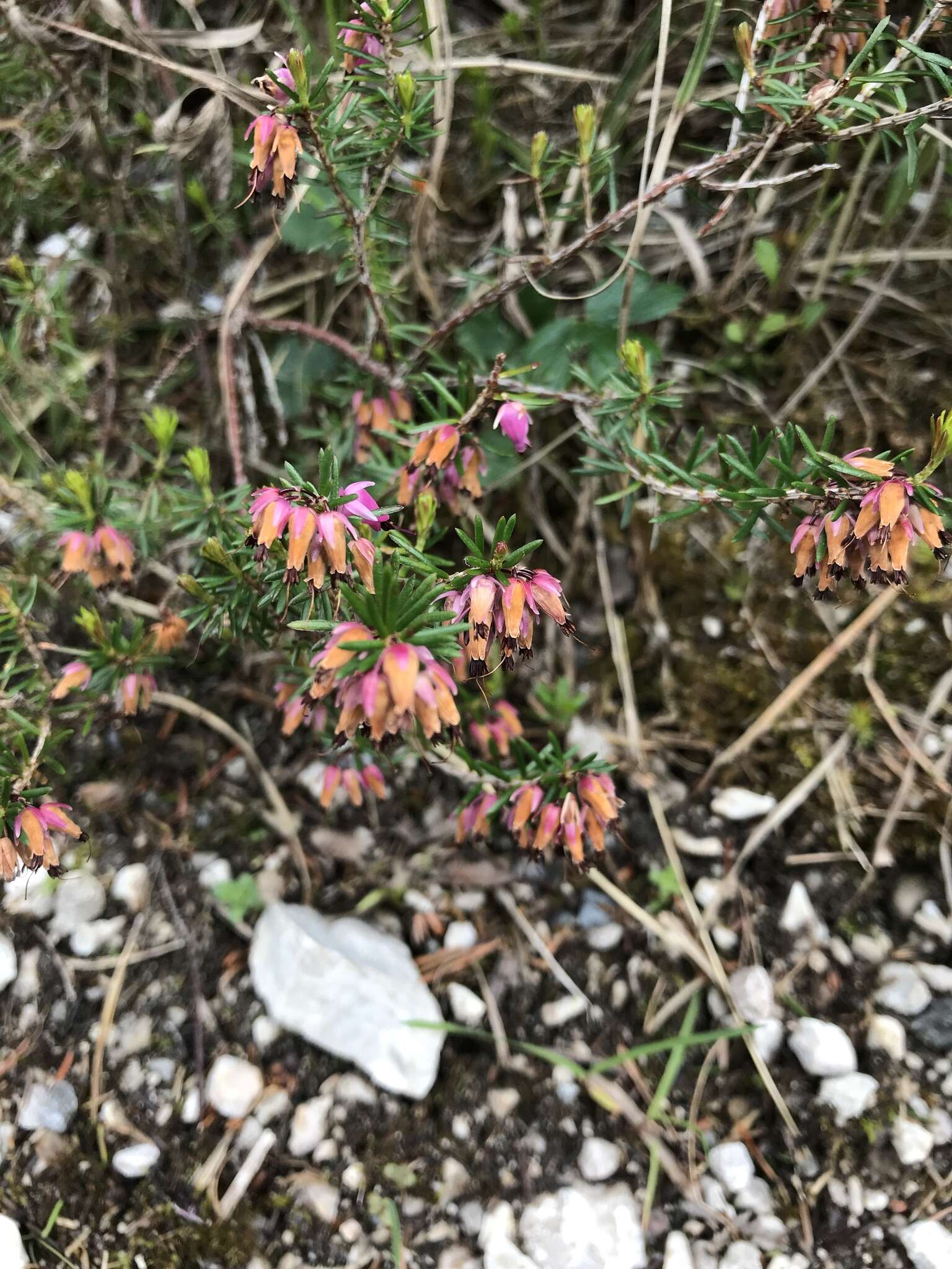 Imagem de Erica carnea L.