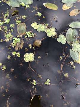 Image of Australian Water-Clover