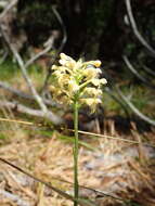 Platanthera pallida P. M. Br. resmi