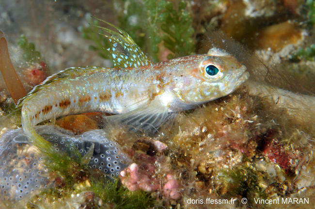 Image of Gobius xoriguer Iglésias, Vukić & Šanda 2021