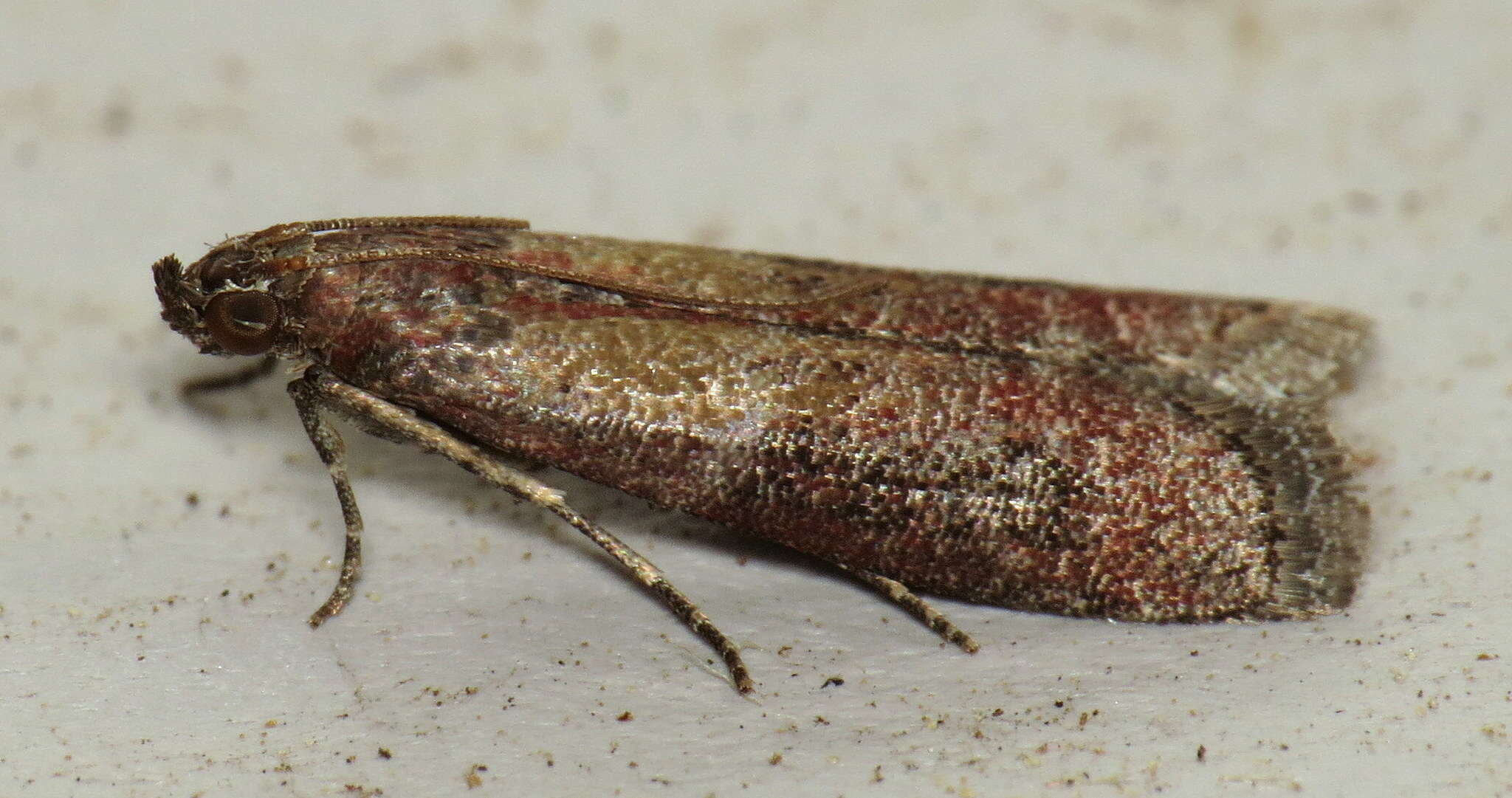 Image of Ephestiodes infimella Ragonot 1887