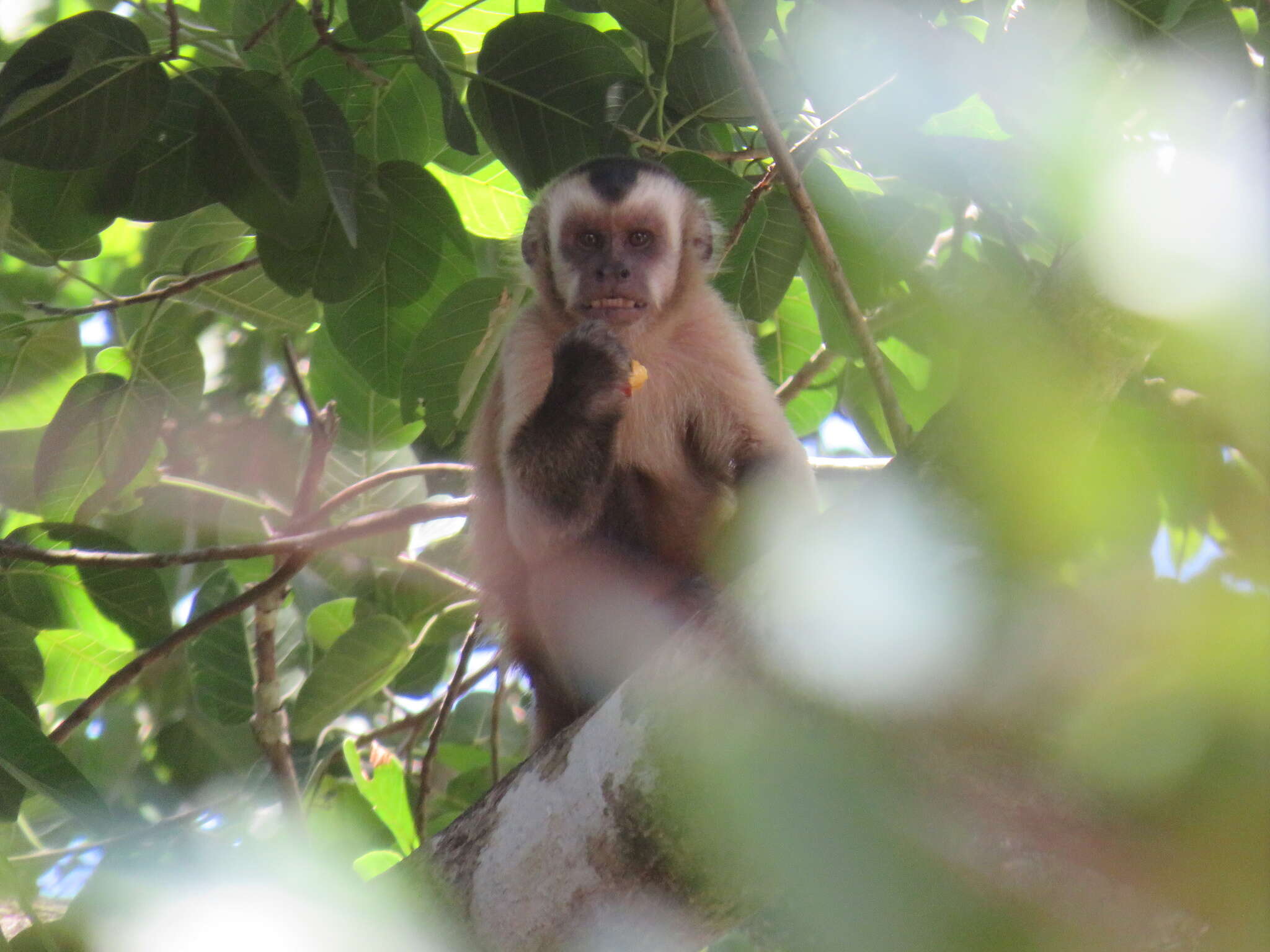 Image of Azaras’s Capuchin