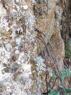 Image of roccella lichen