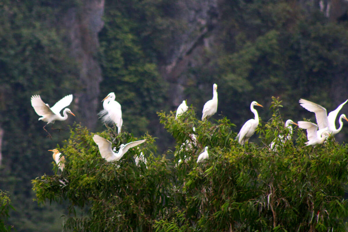 Image of Ardea intermedia intermedia Wagler 1829