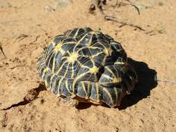 Image of Southern Tent Tortoise