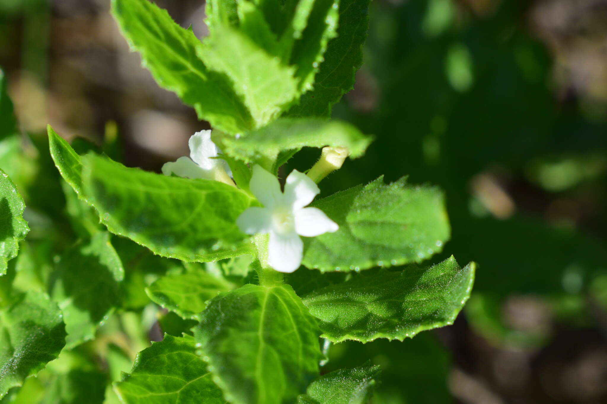 Plancia ëd Oftia africana (L.) Bocq. ex Baill.