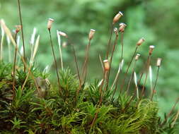 Image of aloe haircap