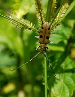 Image of Epepeotes plorator celebensis Aurivillius 1922