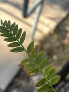 Image of Jacaranda leafminer