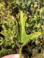 Image of Sticky-leaf pelargonium