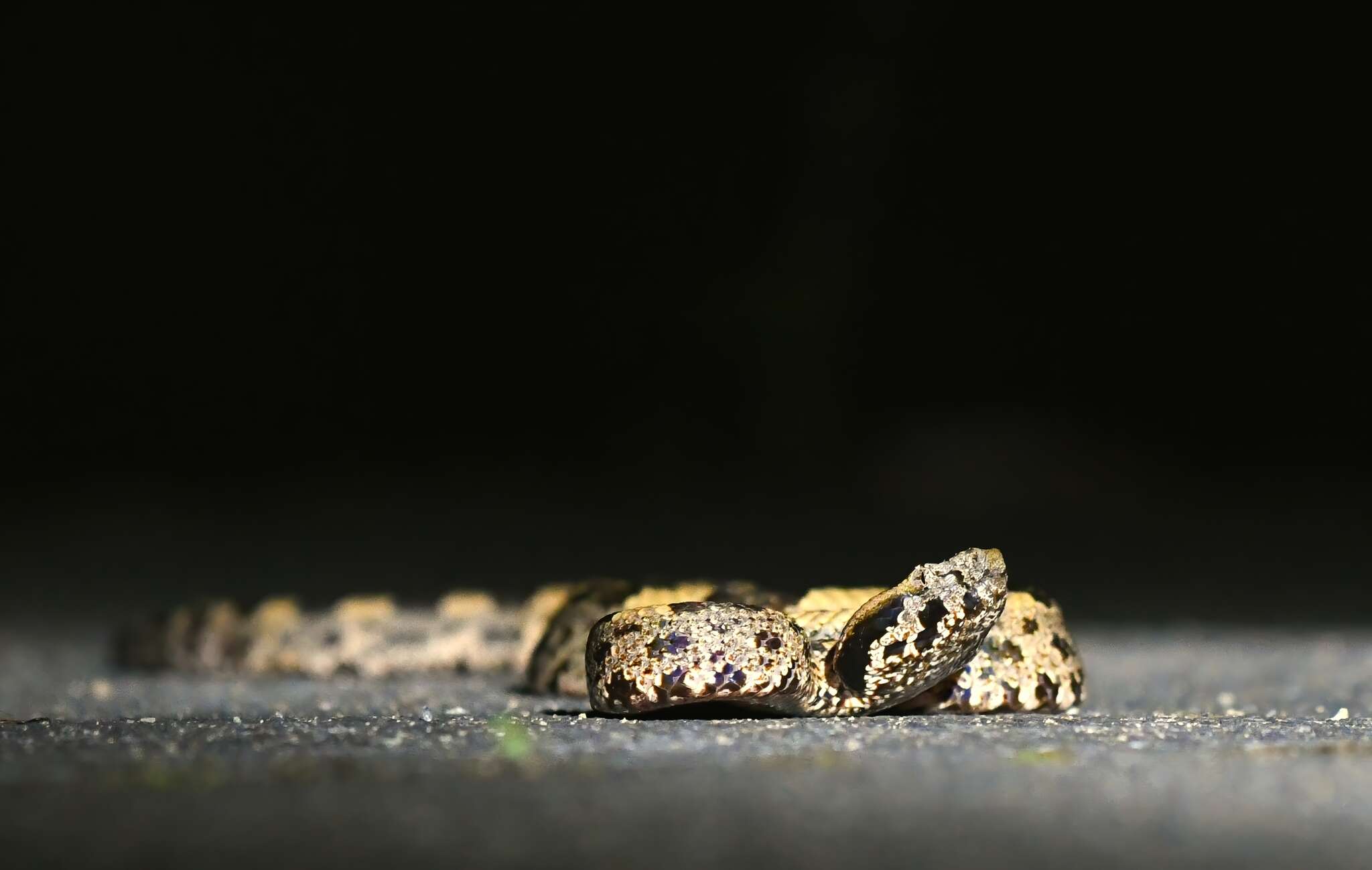 Image of Ovophis tonkinensis (Bourret 1934)