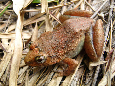 Image de Limnonectes gyldenstolpei (Andersson 1916)