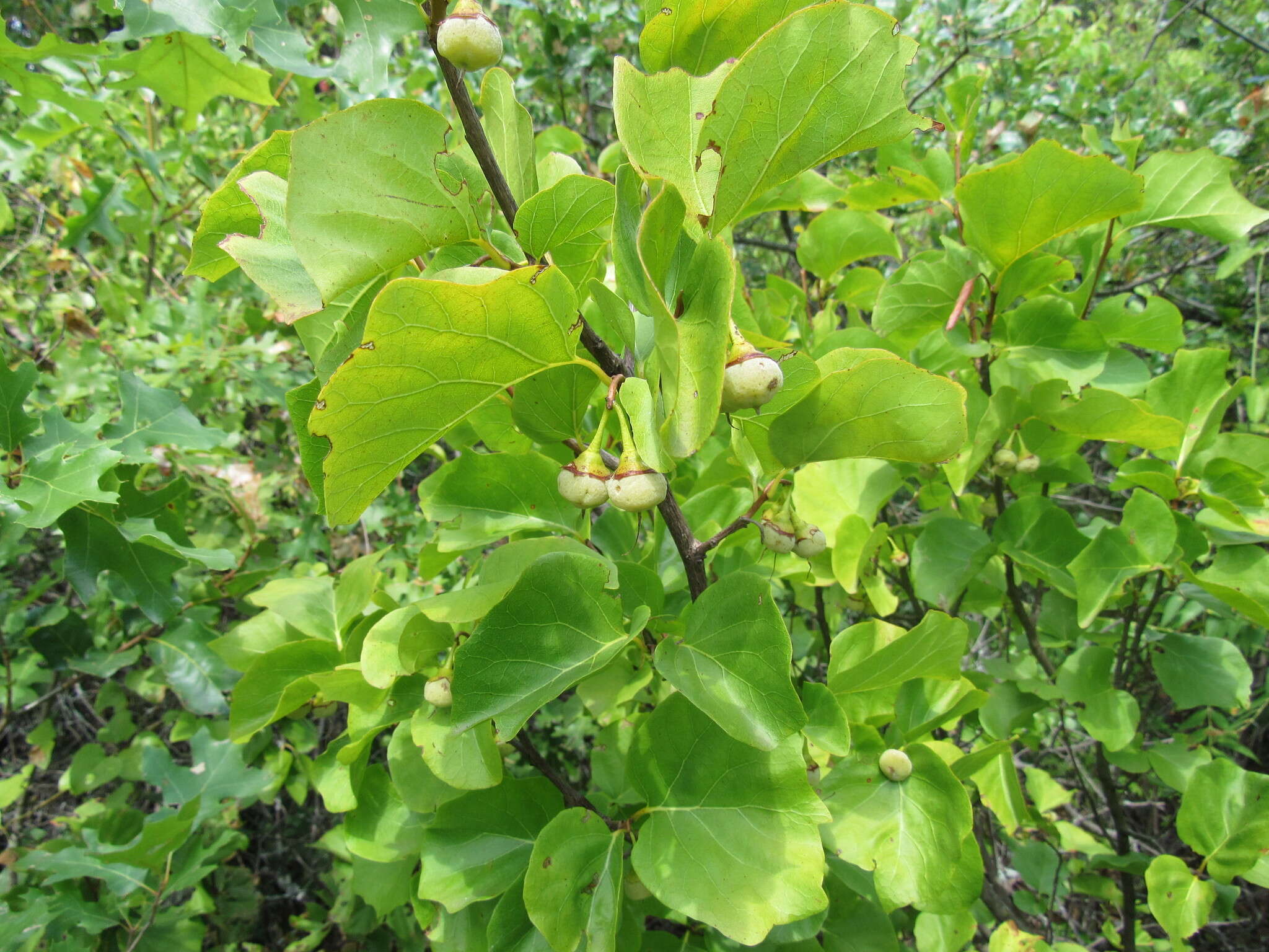 Styrax platanifolius subsp. platanifolius的圖片