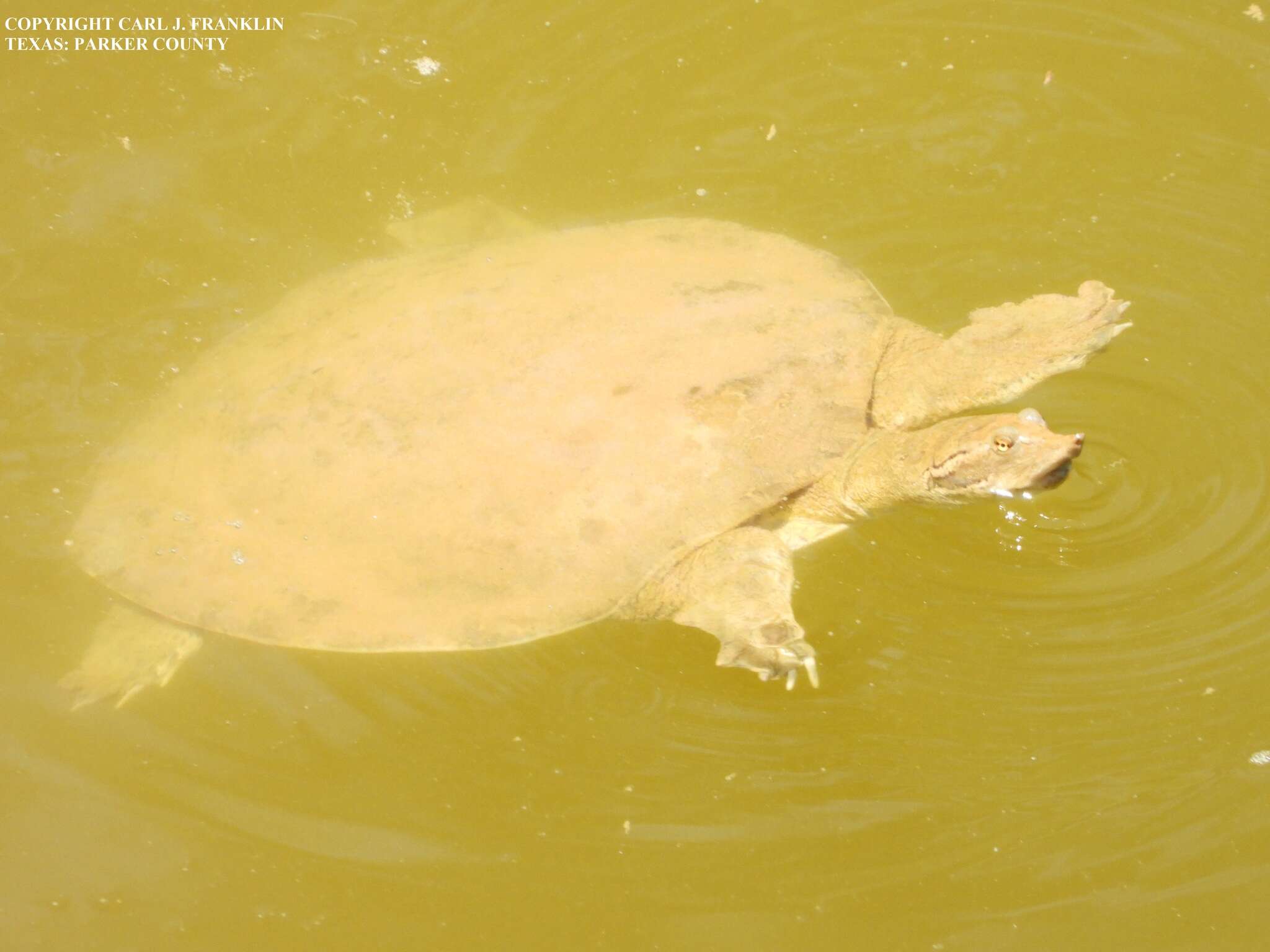 Image of Smooth Softshell Turtle