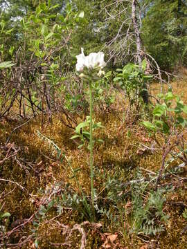 Sivun Oxytropis sordida kuva