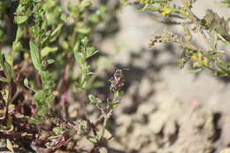 Image of Nomada crotchii Cresson 1878