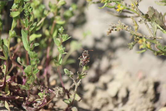 Image of Nomada crotchii Cresson 1878