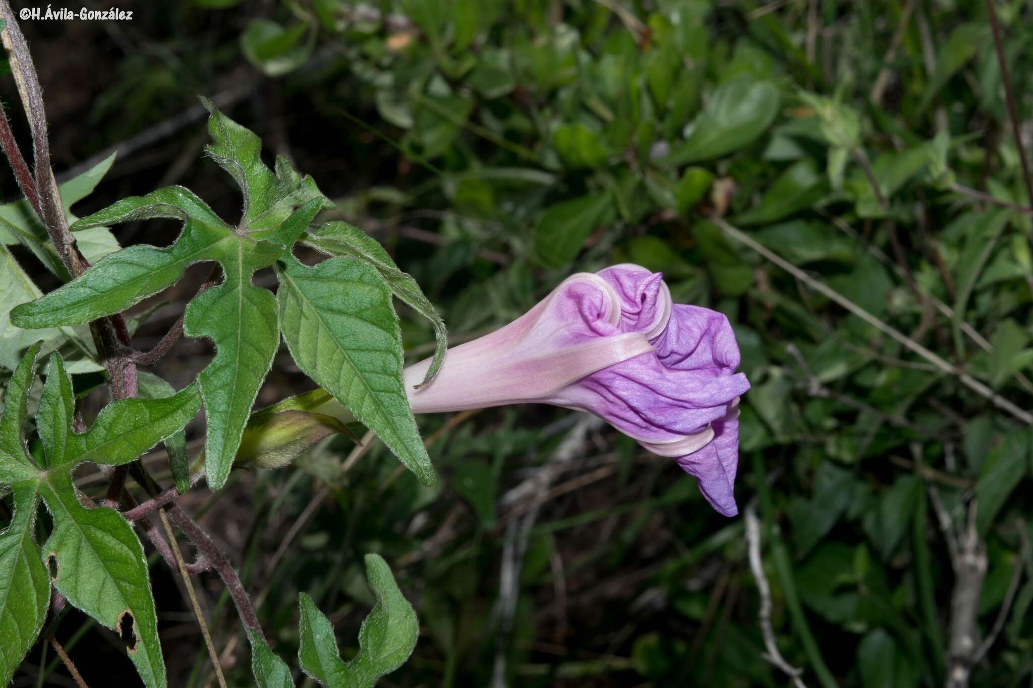 Image of silky morning-glory