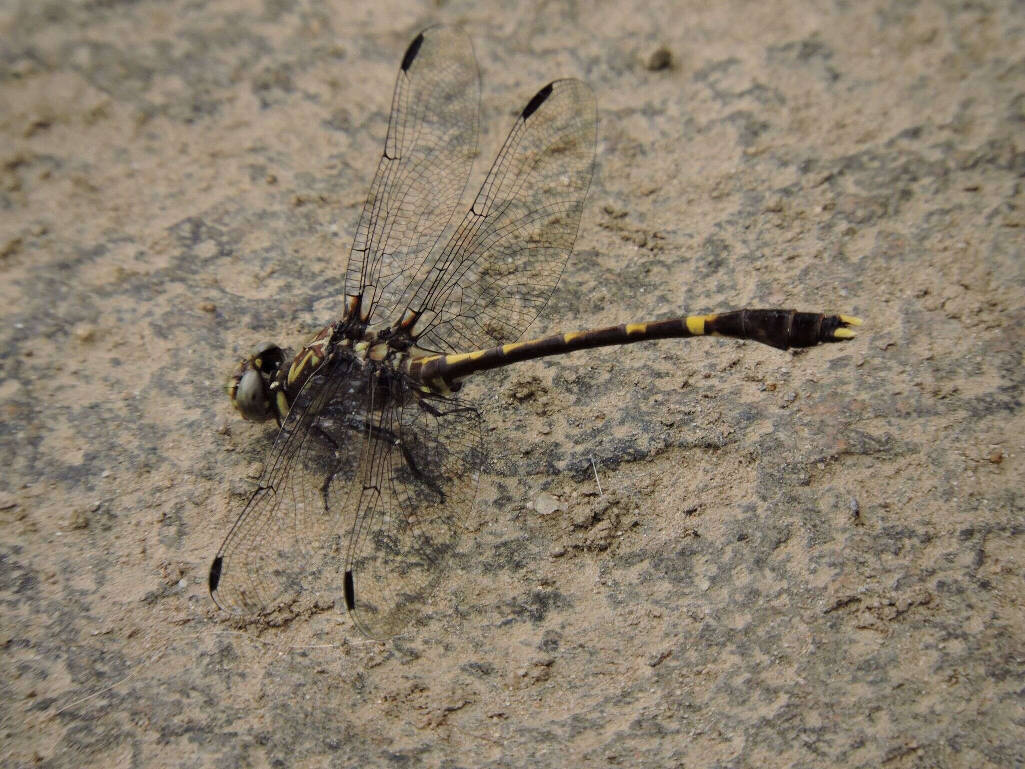 Image of Progomphus Selys 1854