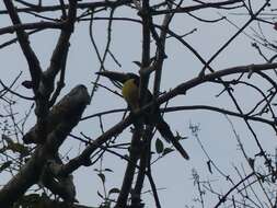 Image of Lettered Aracari